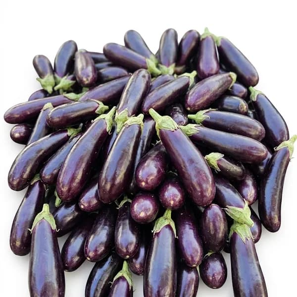 국내산 산지직송 못난이가지 2.1kg 1박스