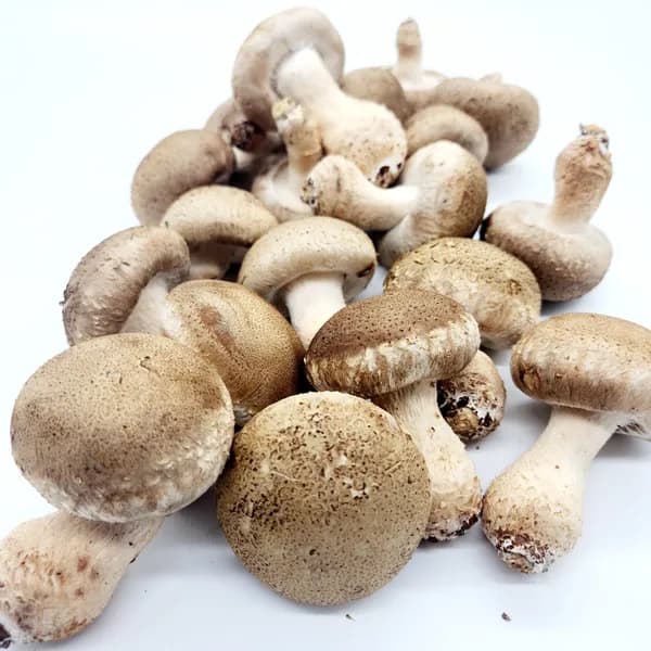 국내산 무농약 친환경 솔송화버섯 500g