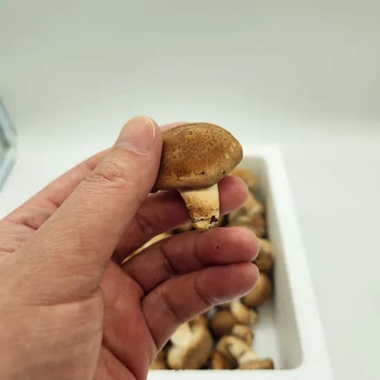 국내산 무농약 친환경 솔송화버섯, 가정용, 500g, 1개