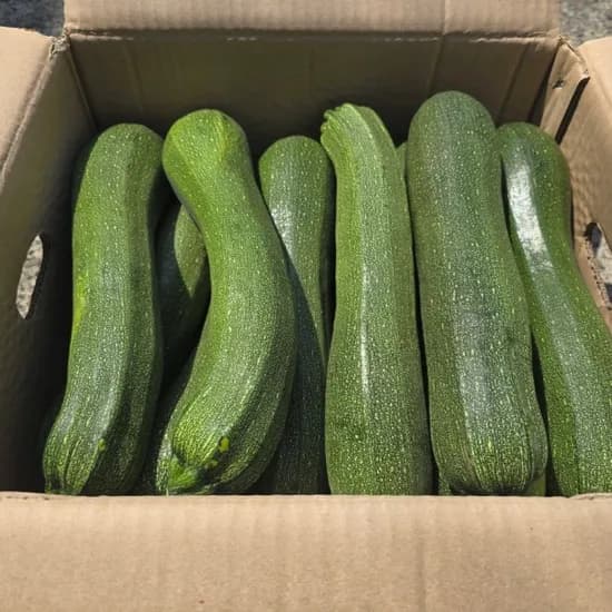 국내산 쥬키니호박 못난이 10kg 1박스