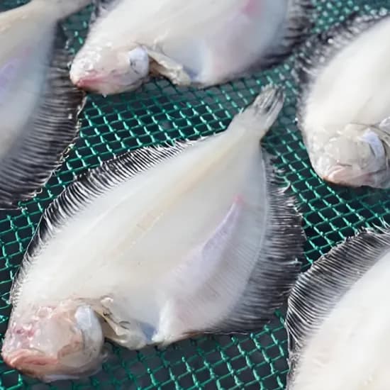 동해안 반건조 물가자미 대 800g 6미 1박스 19,300원