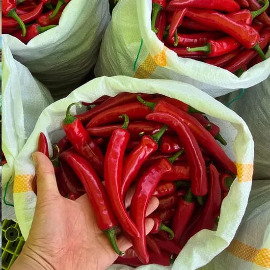 국내산 홍고추, 물고추용, 2kg, 1개