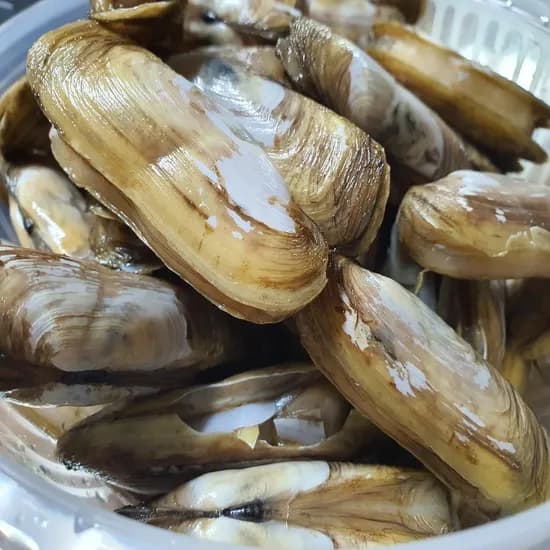 산지직송 순천만 가리맛조개 15-22미 500g 1개
