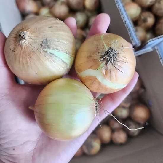 전남 단단한 햇양파, 장아찌용, 5kg, 1박스