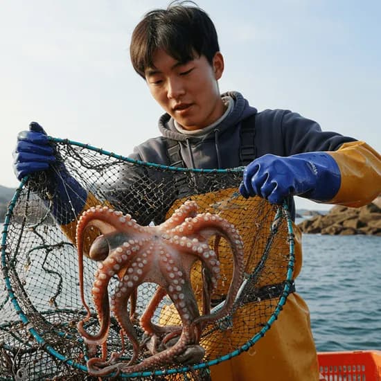 여수 활 돌문어 자연산 산지직송 3kg 1개
