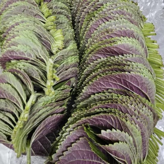 국내산 깻잎 500g 1개
