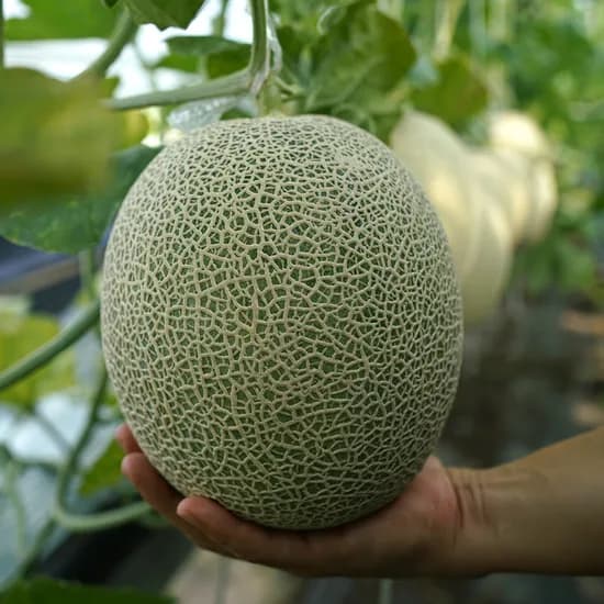머스크메론 초고당도 프리미엄 4kg 2개