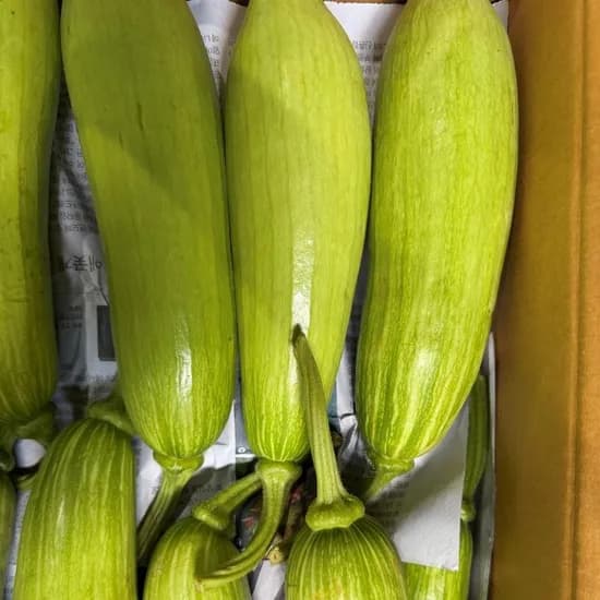 해돋이농산 조선애호박 일반애호박 7kg 20개입 12,000원