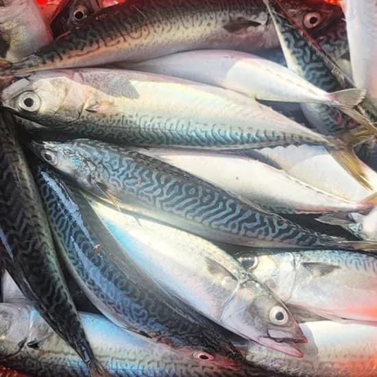 주문진 국내산 생물 고등어 3kg 8-11마리 1박스 21,000원