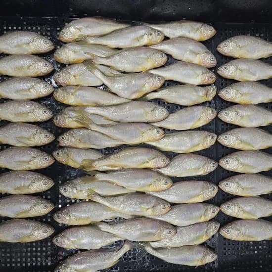 국내산 목포 생물 참조기 2kg 1개