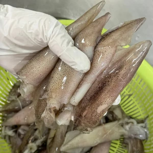 내장까지 먹는 총알한치 500g 1팩