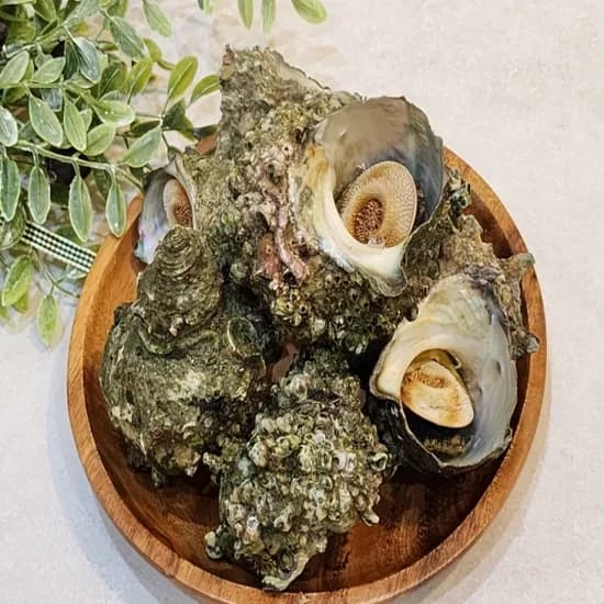 통영산 뿔소라 1kg 1개