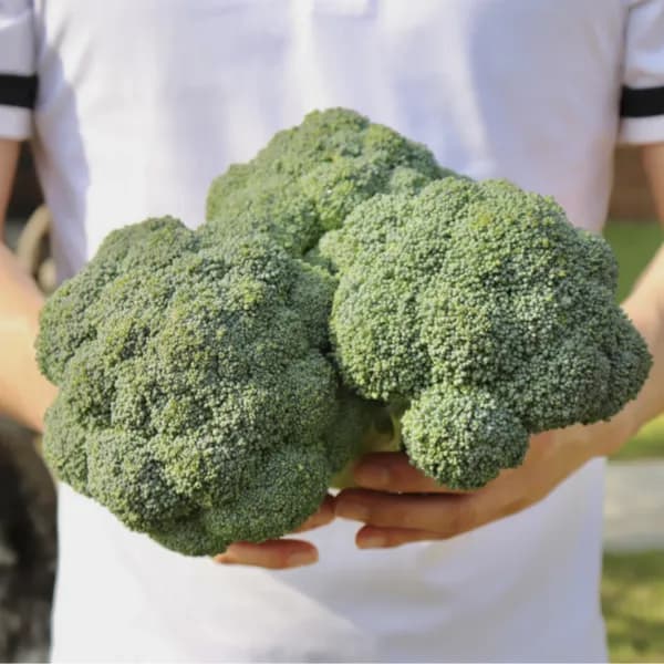 농산물마루 브로콜리 특품 1kg 1박스