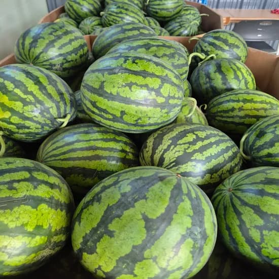 산지직송 하우스 고당도 수박, 9kg, 1박스