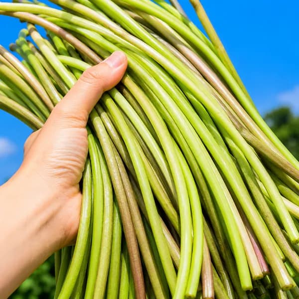 국내산 햇 노지 고구마순 3kg 1박스 19,800원