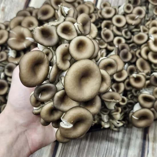 오오푸드 무농약 흑타리버섯 2kg 1박스