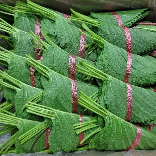 곡성 접은깻잎 10매 100장 10개
