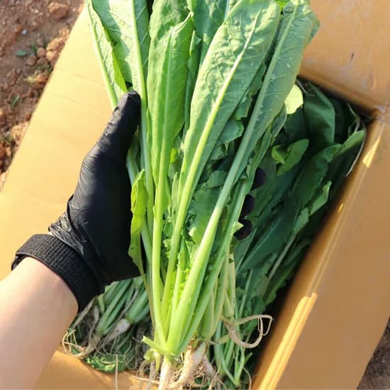 농산물마루 국내산 열무, 3kg, 1박스