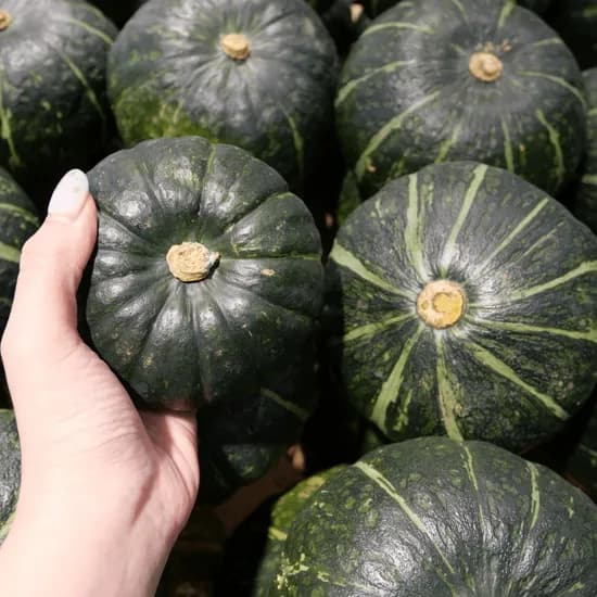 제주 미니밤호박 보우짱, 못난이, 국내산, 햇, 혼합과, 10kg, 1박스