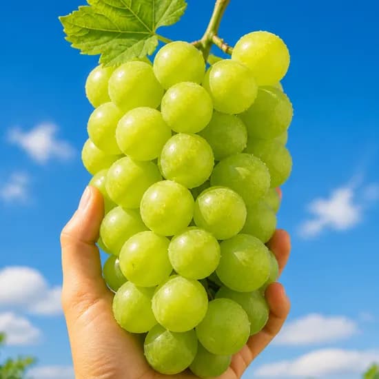 아임파인팜 샤인머스켓 2kg 5~6수 1박스