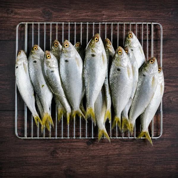 고흥 자연산 전어 1kg
