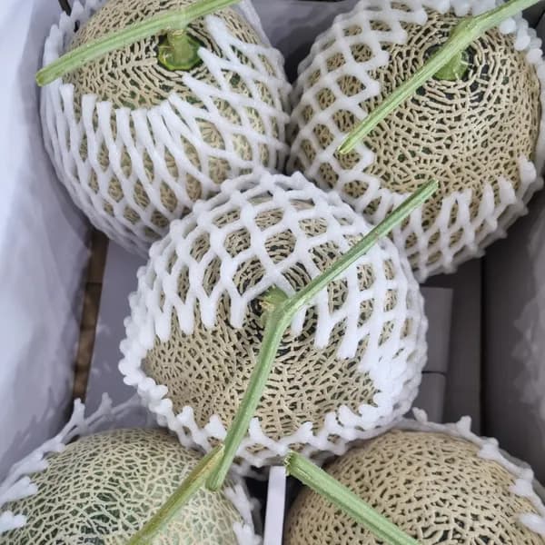 과일참맛 당도선별 머스크메론 5-7수 8kg 1박스 25,900원
