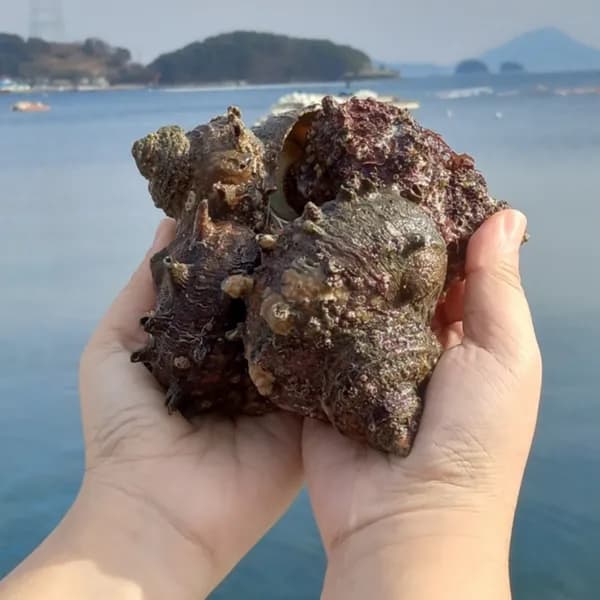 싱싱햇 통영 뿔소라 자연산 활소라 8미 내외 1kg 1세트