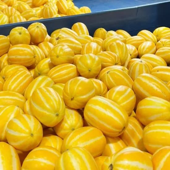 국내산 산지직송 성주 참외 소과 7-11과 내외 2kg 1박스