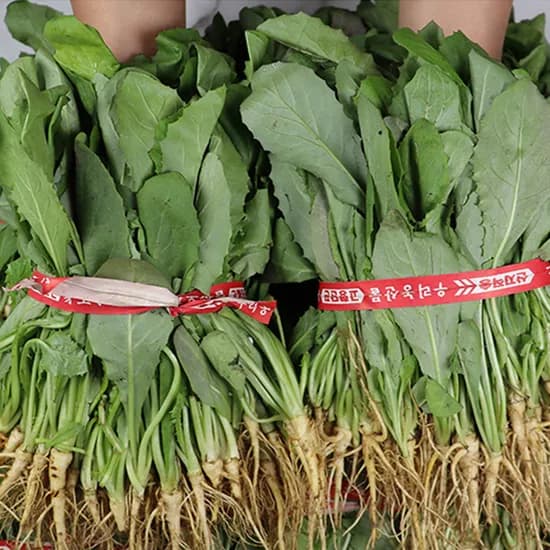 국내산 고들빼기 5단 1.5kg 1박스