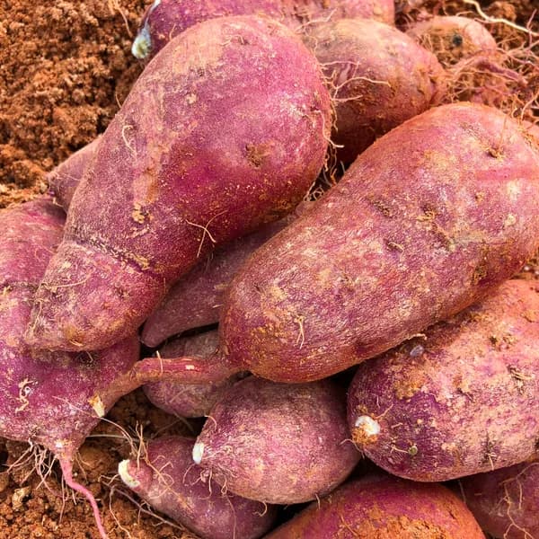 산지직송 해남 햇 꿀고구마 한입 3kg 1박스 10,900원