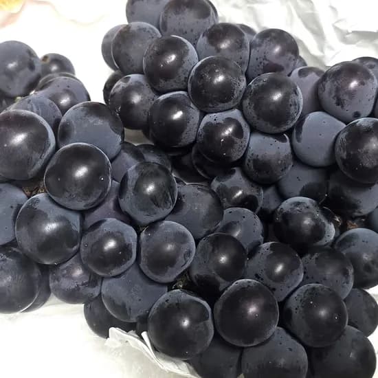 캠벨포도 2kg 1박스 20,900원