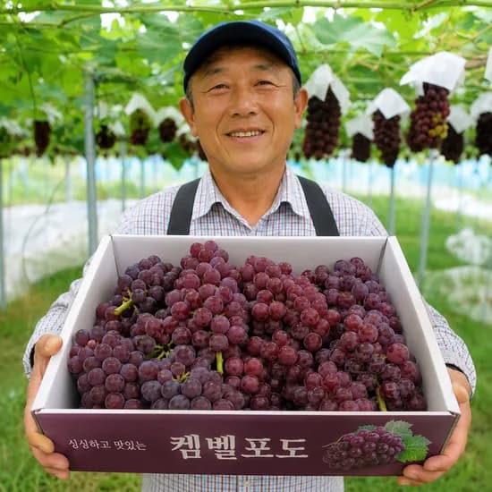 경북 캠벨포도 2kg 1박스