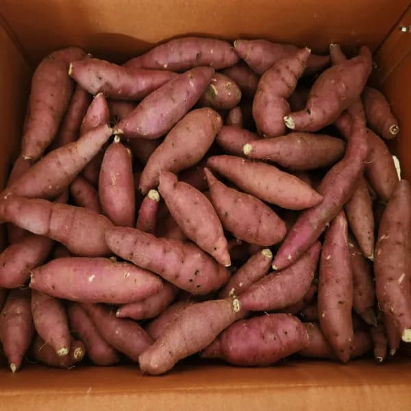 베니하루카 햇 꿀고구마 쫄크기 10kg 1박스 12,970원