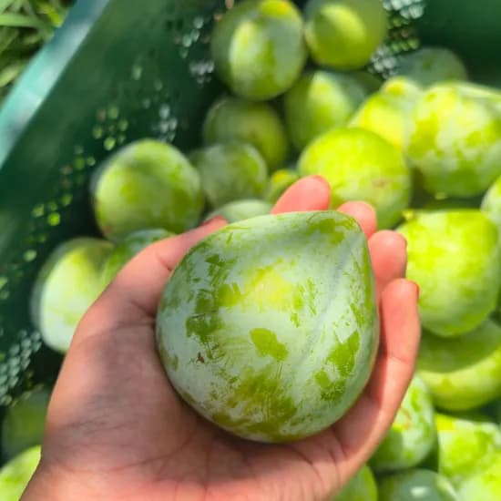 켈시자두 500g 1박스