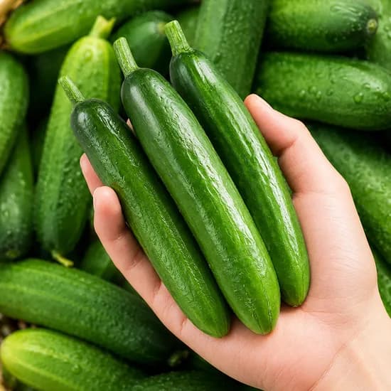 국내산 미니오이 500g 1박스