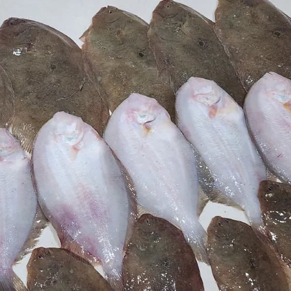 국내산 생물 가자미 12-14미 2kg 1개 18,900원
