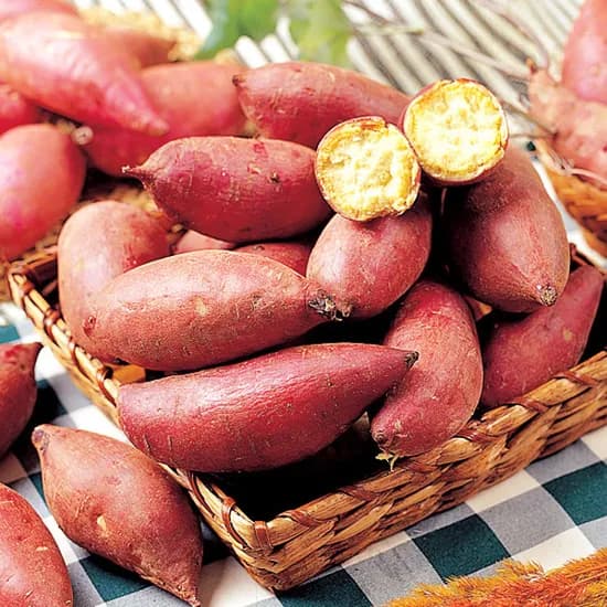 햇 밤고구마, 한입, 3kg, 1개