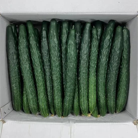 국내산 가시오이, 상, 10kg, 1개