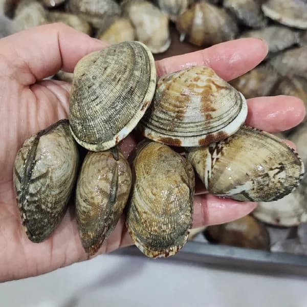 오오푸드 생물 왕 바지락 1kg 1팩