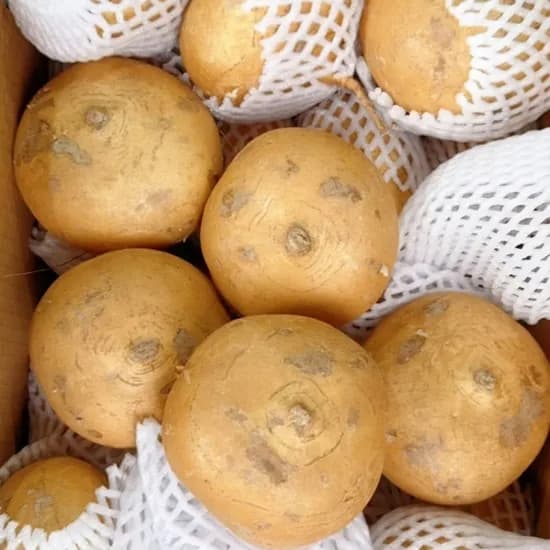 히카마 멕시코감자 10kg 1박스