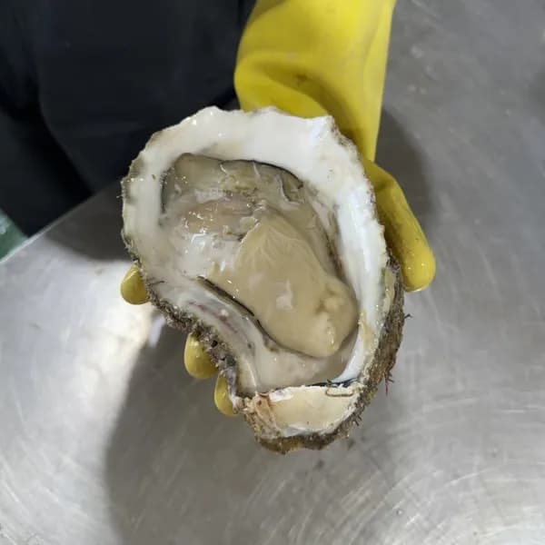 자연산 바위굴 3kg 1박스
