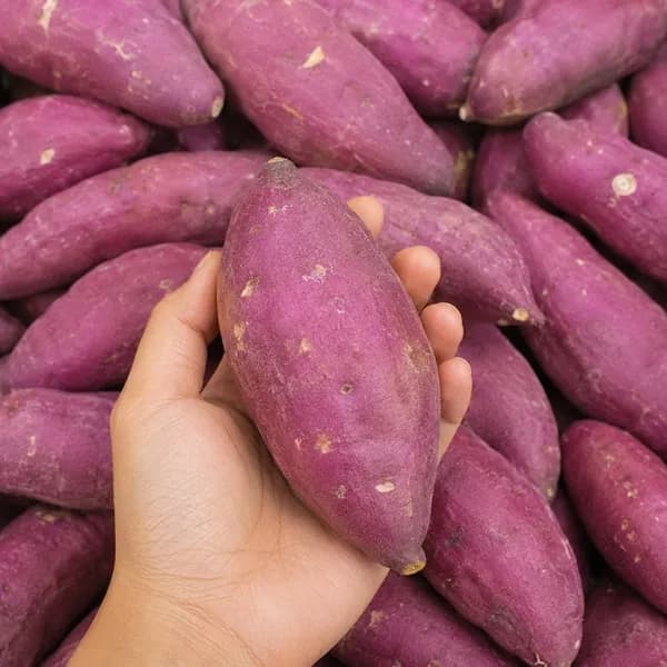 해남 햇 비세척 고당도 호박고구마 한입 3kg 1박스