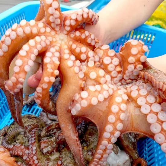여수 자연산 활 돌문어 1kg 1박스