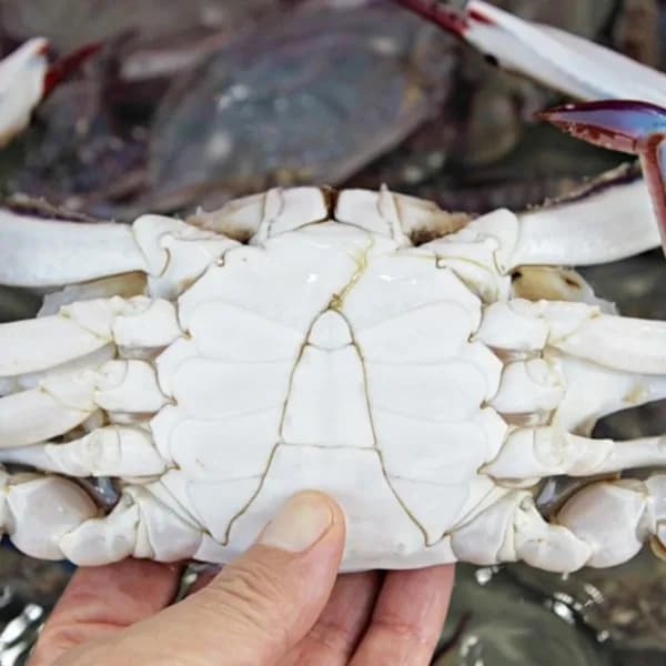 국내산 활 숫꽃게 당일생물 1kg