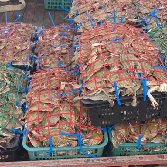 국내산 활 숫꽃게 3kg 1개