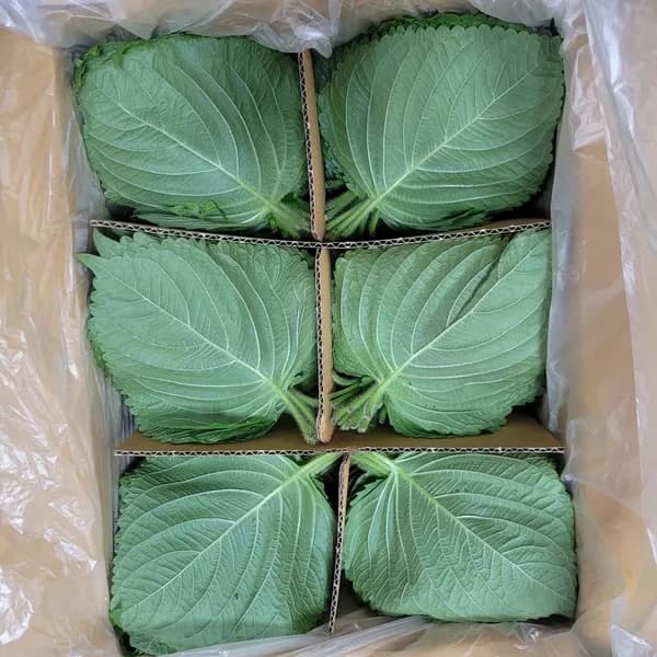 야채맘 백양사 펴진깻잎 2kg 내외 1박스