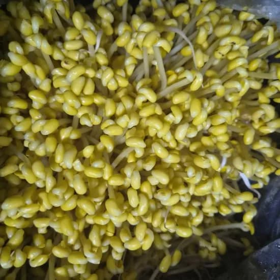 해돋이농산 일자 콩나물 업소용 3.5kg 1박스