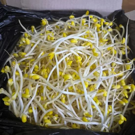 해돋이농산 곱슬이 콩나물 업소용 3.5kg 1박스 8,000원