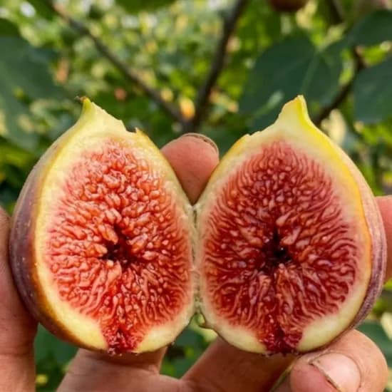 홍무화과 500g 1팩