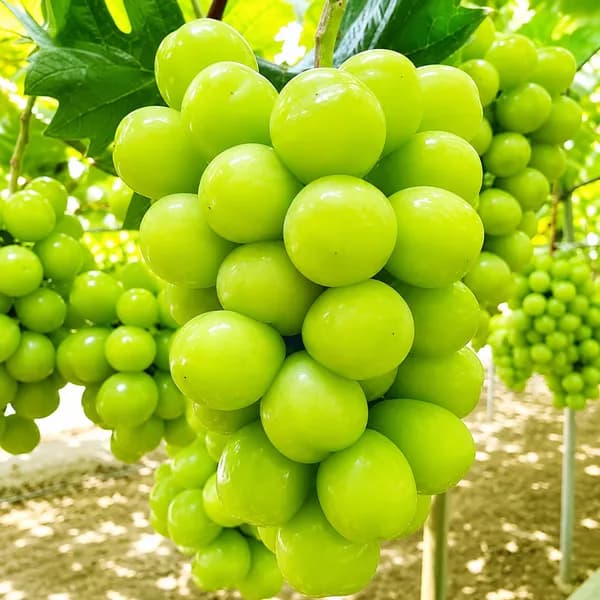 샤인머스켓 1kg 1박스